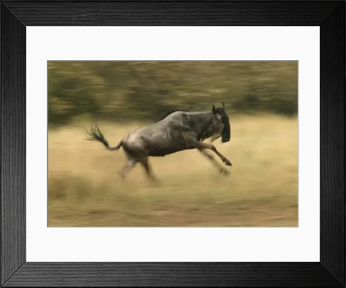 Framed Print : Blue Wildebeest / Brindled Gnu On migration Maasai Mara, Africa Framed Print : Blue Wildebeest / Brindled Gnu On migration Maasai Mara, Africa
