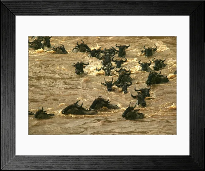 Framed Print : Blue Wildebeest / Brindled Gnu Crossing river during migration Mara River, Maasai Mara, Kenya, Africa Framed Print : Blue Wildebeest / Brindled Gnu Crossing river during migration Mara River, Maasai Mara, Kenya, Africa