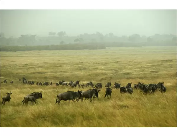 Blue Wildebeest  /  Brindled Gnu On migration Maasai Mara, Kenya, Africa