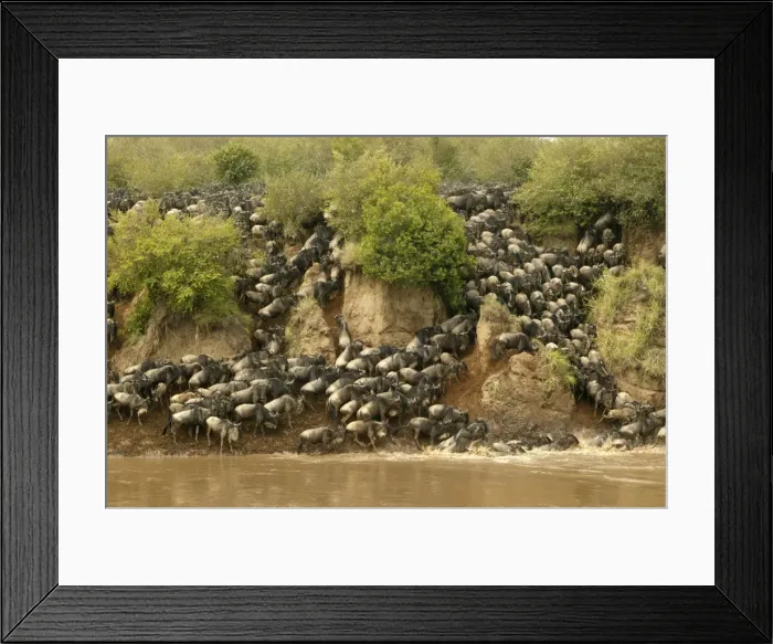 Framed Print : Blue Wildebeest / Brindled Gnu Crossing river during migration Mara River, Maasai Mara, Kenya, Africa Framed Print : Blue Wildebeest / Brindled Gnu Crossing river during migration Mara River, Maasai Mara, Kenya, Africa