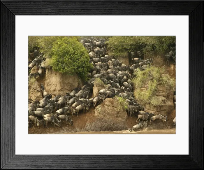Framed Print : Blue Wildebeest / Brindled Gnu Crossing river during migration Mara River, Maasai Mara, Kenya, Africa Framed Print : Blue Wildebeest / Brindled Gnu Crossing river during migration Mara River, Maasai Mara, Kenya, Africa