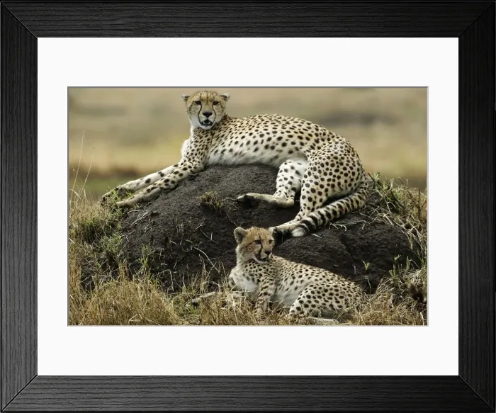 Framed Print : Cheetahs Lying down TransMara, Maasai Mara, Kenya, Africa Framed Print : Cheetahs Lying down TransMara, Maasai Mara, Kenya, Africa