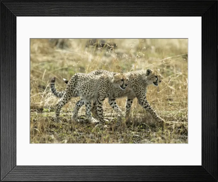 Framed Print : Cheetahs Two walking together TransMara, Maasai Mara, Kenya, Africa Framed Print : Cheetahs Two walking together TransMara, Maasai Mara, Kenya, Africa
