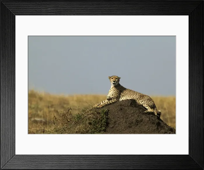 Framed Print : Cheetah Lying down TransMara, Maasai Mara, Kenya, Africa Framed Print : Cheetah Lying down TransMara, Maasai Mara, Kenya, Africa