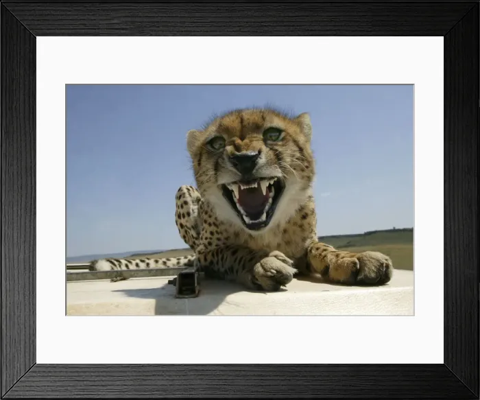 Framed Print : Cheetah Growling - Lying down on roof of vehicle TransMara, Maasai Mara, Kenya, Africa Framed Print : Cheetah Growling - Lying down on roof of vehicle TransMara, Maasai Mara, Kenya, Africa