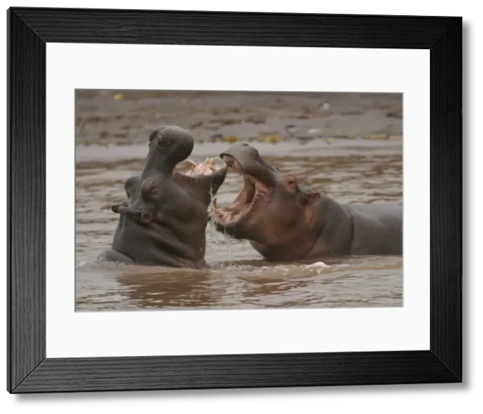 Framed Print : Hippopotamus Two fighting in water Maasai Mara, Africa Framed Print : Hippopotamus Two fighting in water Maasai Mara, Africa