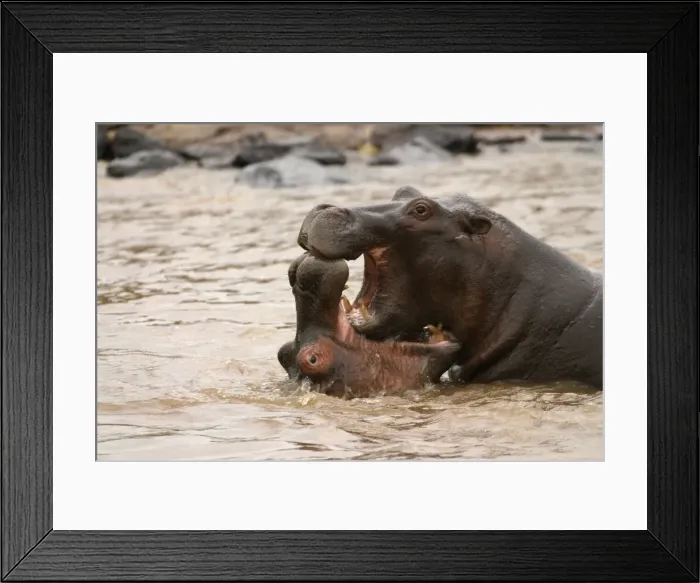 Framed Print : Hippopotamus Two in water fighting together Maasai Mara, Africa Framed Print : Hippopotamus Two in water fighting together Maasai Mara, Africa