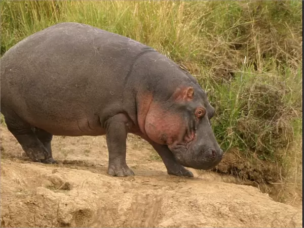 Hippopotamus Maasai Mara, Africa