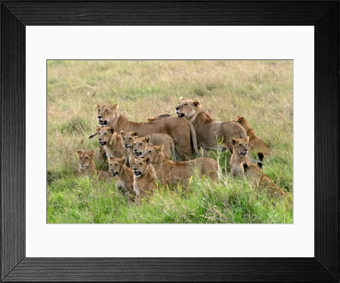 Framed Print : Lion Pride of lions Maasai Mara, Africa Framed Print : Lion Pride of lions Maasai Mara, Africa