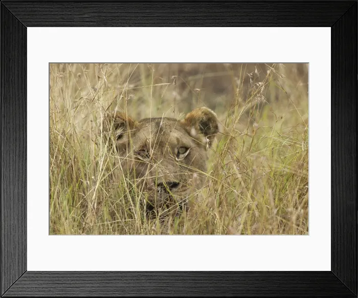 Framed Print : Lion In grass Maasai Mara, Africa Framed Print : Lion In grass Maasai Mara, Africa