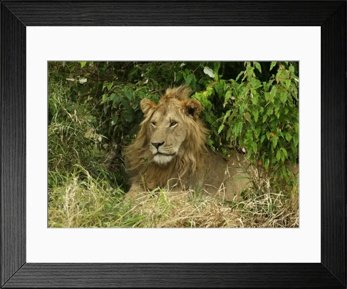 Framed Print : Lion Male Maasai Mara, Africa
