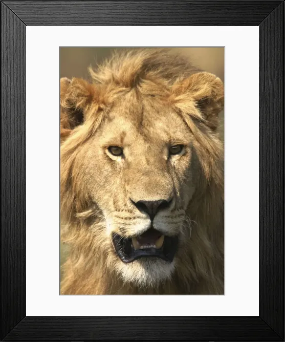 Framed Print : Lion Male Maasai Mara, Africa Framed Print : Lion Male Maasai Mara, Africa