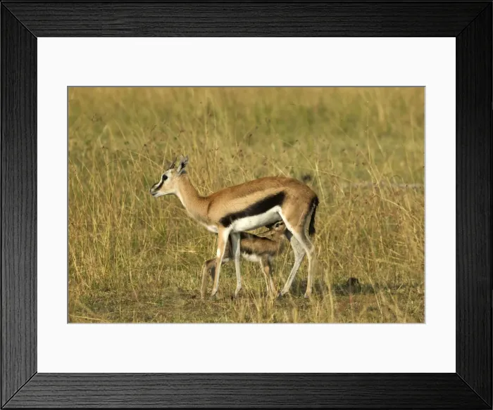 Framed Print : Thomson's Gazelle Adult and young suckling Maasai Mara, Kenya, Africa Framed Print : Thomson's Gazelle Adult and young suckling Maasai Mara, Kenya, Africa