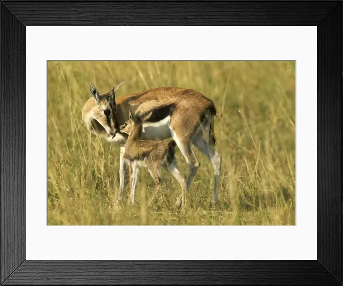 Framed Print : Thomson's Gazelle Adult and young Maasai Mara, Kenya, Africa Framed Print : Thomson's Gazelle Adult and young Maasai Mara, Kenya, Africa