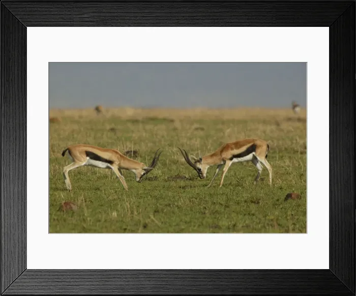 Framed Print : Thomson's Gazelle Two in confrontation Maasai Mara, Kenya, Africa Framed Print : Thomson's Gazelle Two in confrontation Maasai Mara, Kenya, Africa