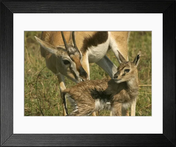 Framed Print : Thomson's Gazelle Adult and young Maasai Mara, Kenya, Africa Framed Print : Thomson's Gazelle Adult and young Maasai Mara, Kenya, Africa