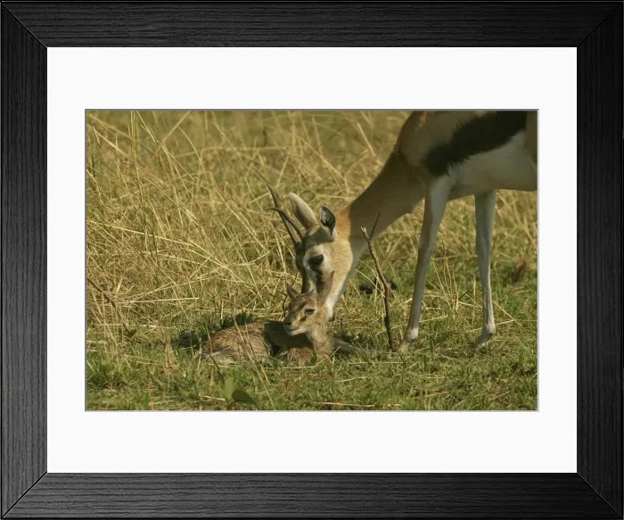 Framed Print : Thomson's Gazelle Adult and young Maasai Mara, Kenya, Africa Framed Print : Thomson's Gazelle Adult and young Maasai Mara, Kenya, Africa