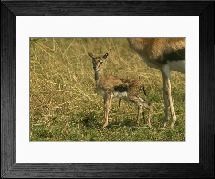 Framed Print : Thomson's Gazelle Young Maasai Mara, Kenya, Africa Framed Print : Thomson's Gazelle Young Maasai Mara, Kenya, Africa