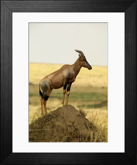 Framed Print : Topi Maasai Mara, Kenya, Africa Framed Print : Topi Maasai Mara, Kenya, Africa