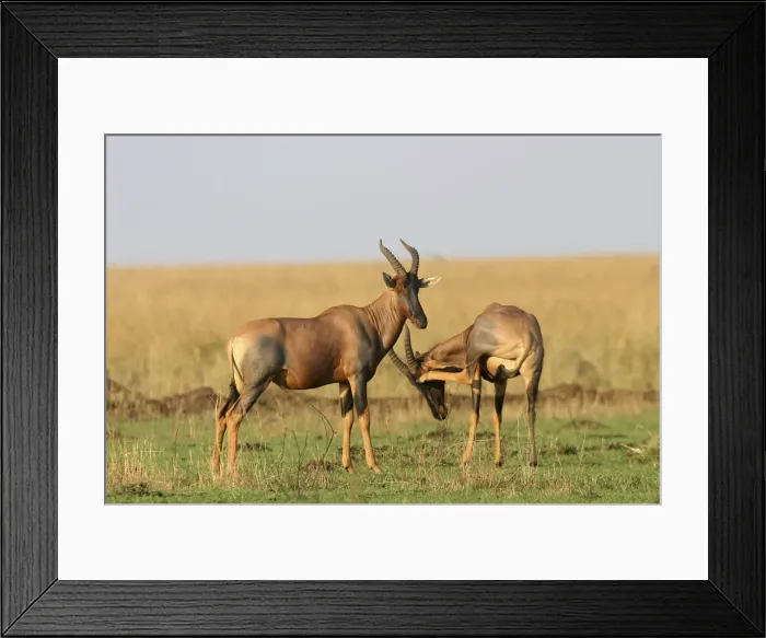 Framed Print : Topi Two together Maasai Mara, Kenya, Africa