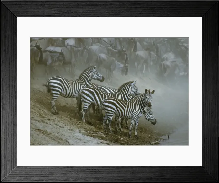 Framed Print : Burchell's / Plains / Common Zebras Group together by waterhole Maasai Mara, Kenya, Africa Framed Print : Burchell's / Plains / Common Zebras Group together by waterhole Maasai Mara, Kenya, Africa