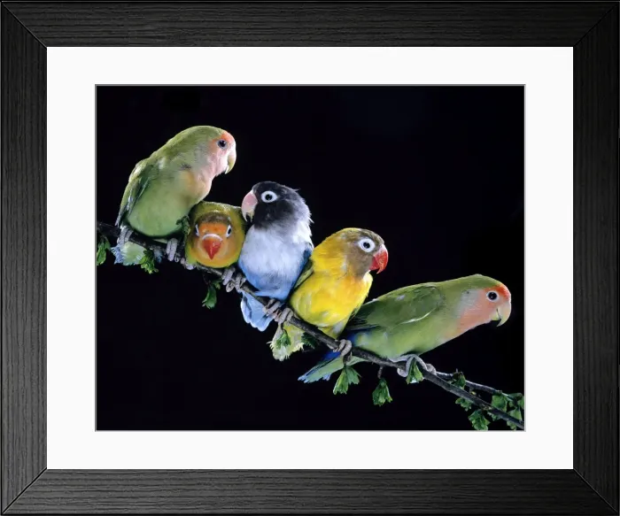 Framed Print : Lovebirds Together on branch Framed Print : Lovebirds Together on branch