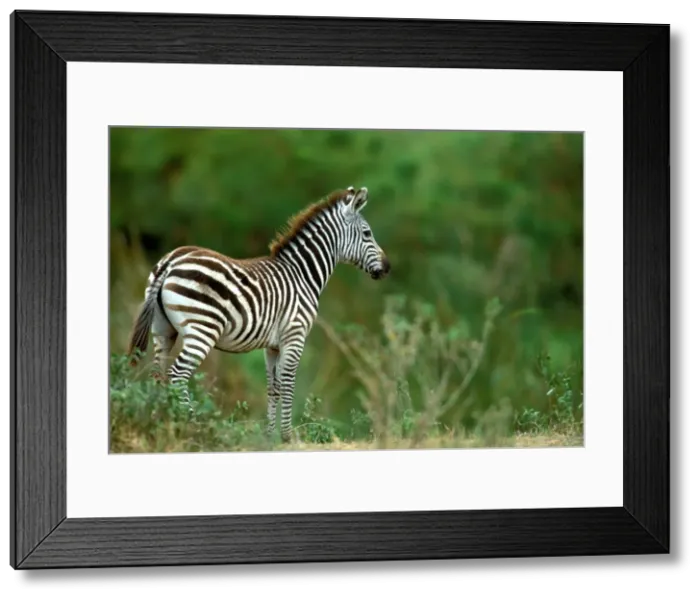 Framed Print : Burchell's Zebra Maasai Mara, Africa Framed Print : Burchell's Zebra Maasai Mara, Africa