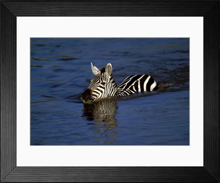 Framed Print : Burchell's Zebra Maasai Mara, Africa Framed Print : Burchell's Zebra Maasai Mara, Africa