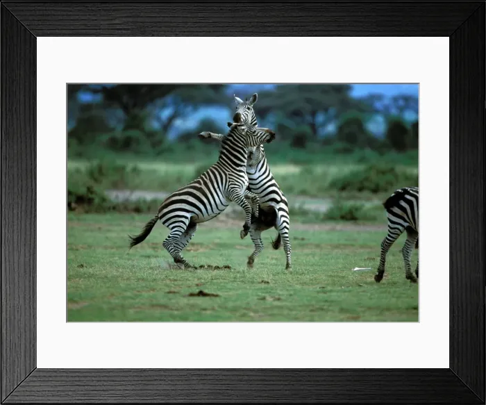 Framed Print : LA-946. LA-947. Burchell's / Plains / Common Zebras - two fighting Framed Print : LA-946. LA-947. Burchell's / Plains / Common Zebras - two fighting