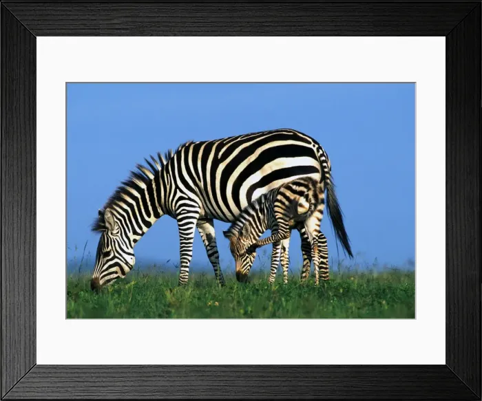 Framed Print : Burchell's Zebra with young. Maasai Mara, Africa Framed Print : Burchell's Zebra with young. Maasai Mara, Africa