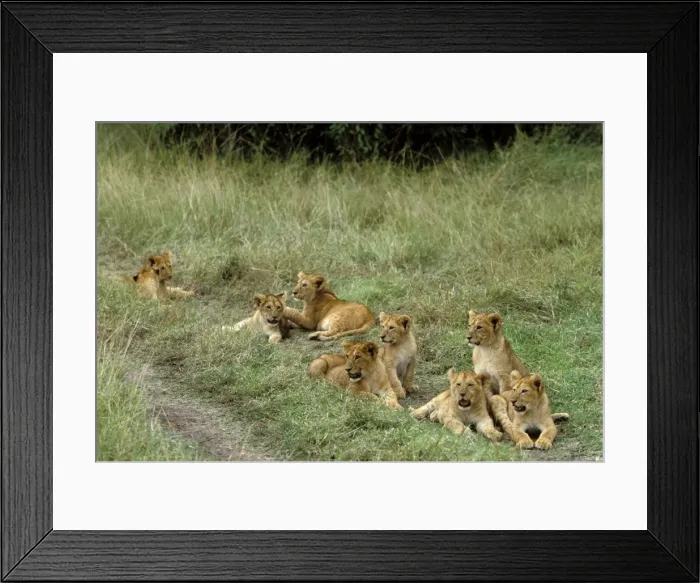 Framed Print : Lion Cubs. Maasai Mara. Kenya, Africa Framed Print : Lion Cubs. Maasai Mara. Kenya, Africa