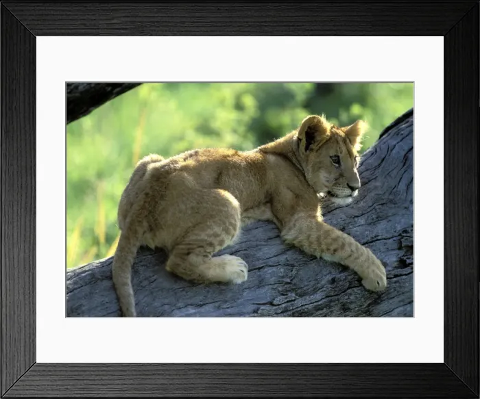 Framed Print : Lion Cub. Maasai Mara, Kenya, Africa Framed Print : Lion Cub. Maasai Mara, Kenya, Africa