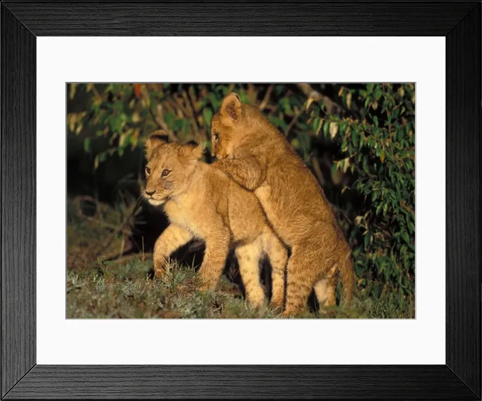 Framed Print : Lion Cubs. Maasai Mara Kenya, Africa Framed Print : Lion Cubs. Maasai Mara Kenya, Africa