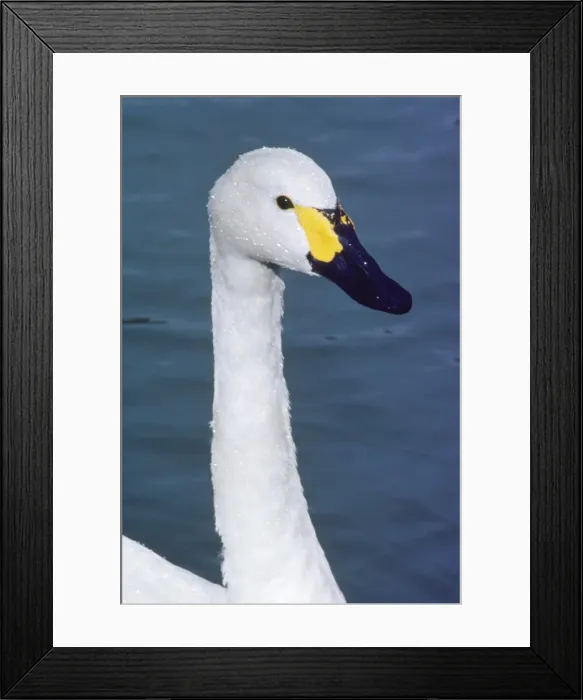 Framed Print : Bewick's Swan Framed Print : Bewick's Swan