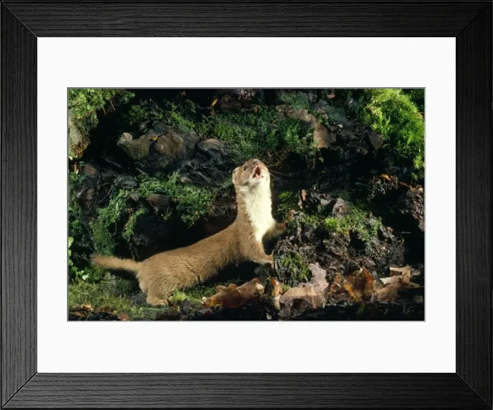 Framed Print : Weasel. LB-12372. Weasel. Mustela nivalis Framed Print : Weasel. LB-12372. Weasel. Mustela nivalis