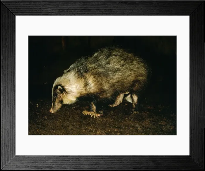 Framed Print : Hog Badger Framed Print : Hog Badger