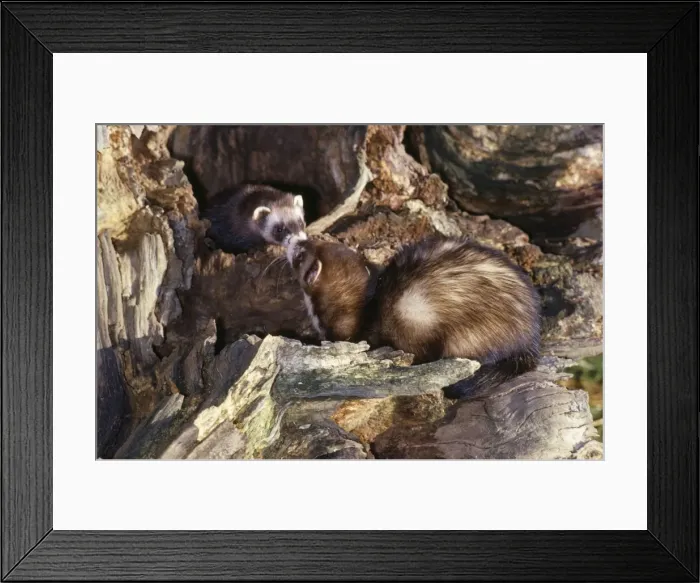 Framed Print : Polecats - greeting at mouth of den Framed Print : Polecats - greeting at mouth of den
