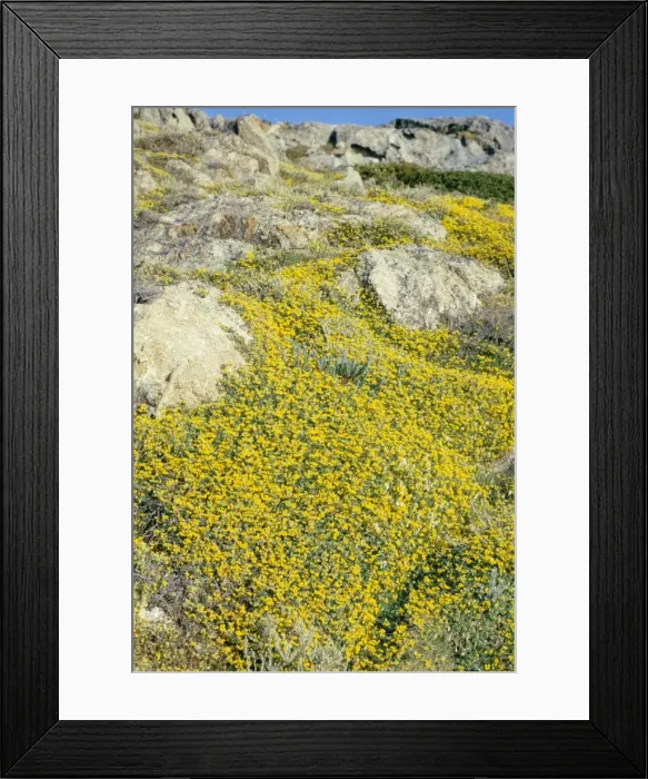 Framed Print : Bird's Foot Trefoil - covering rocks Framed Print : Bird's Foot Trefoil - covering rocks