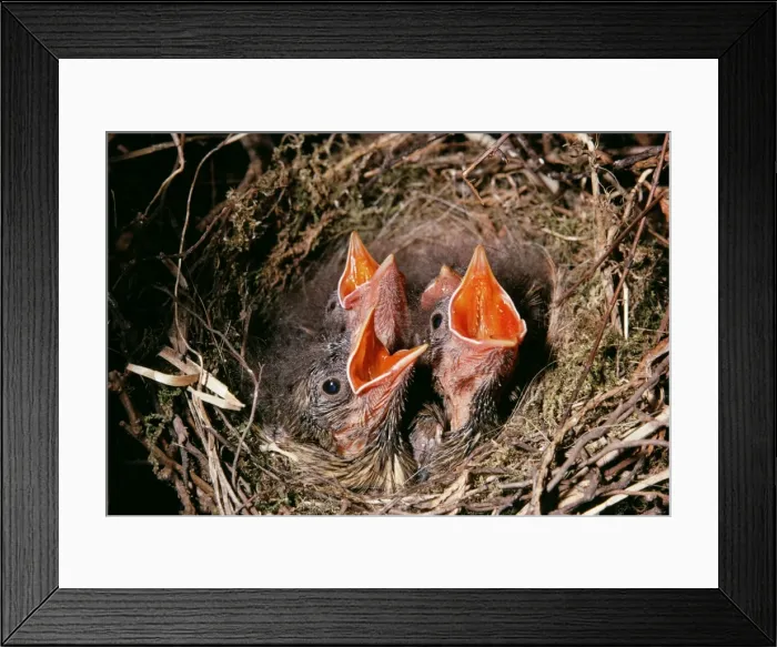 Framed Print : Dunnock - young begging for food Framed Print : Dunnock - young begging for food