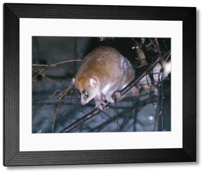 Framed Print : Golden Potto / Angwantibo West Africa Framed Print : Golden Potto / Angwantibo West Africa