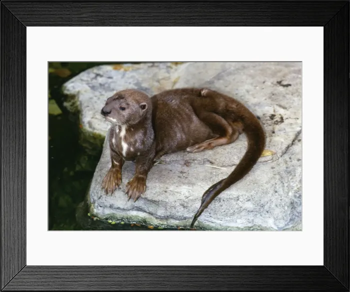 Framed Print : Spotted-necked / Spot-necked / Speckle-throated Otter Sierra Leone, Africa Framed Print : Spotted-necked / Spot-necked / Speckle-throated Otter Sierra Leone, Africa