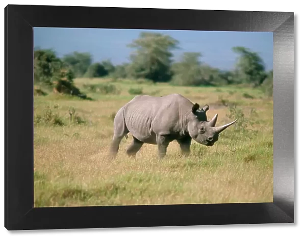 Black Rhinoceros - charging