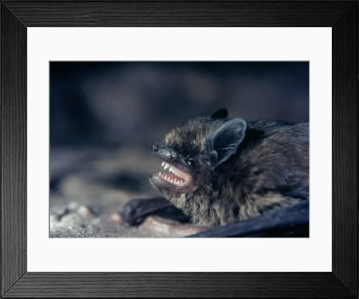 Framed Print : Pipistrelle Bat Framed Print : Pipistrelle Bat
