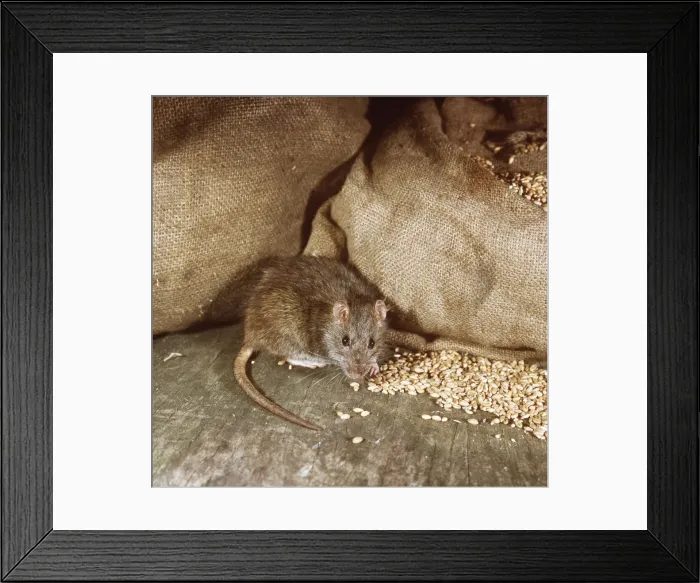 Framed Print : Brown Rat By bags of grain