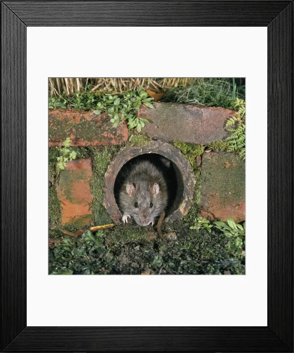 Framed Print : Brown Rat. LB-7939. BROWN / COMMON / NORWAY RAT - in drain pipe Framed Print : Brown Rat. LB-7939. BROWN / COMMON / NORWAY RAT - in drain pipe