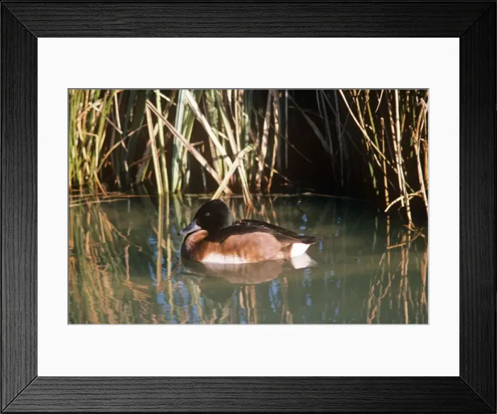 Framed Print : Baer's Pochard Duck Framed Print : Baer's Pochard Duck