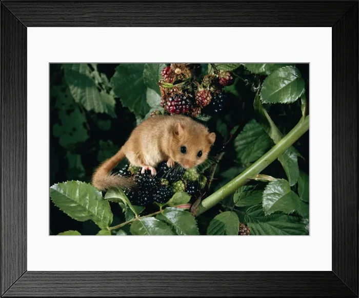 Framed Print : Dormouse - on Balckberries Framed Print : Dormouse - on Balckberries