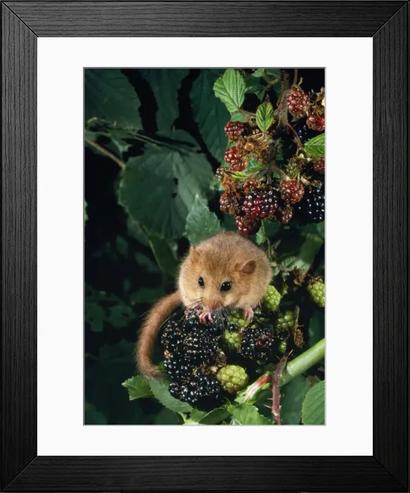 Framed Print : Dormouse. LBO-1242. DORMOUSE - ON BLACKBERRIES Framed Print : Dormouse. LBO-1242. DORMOUSE - ON BLACKBERRIES