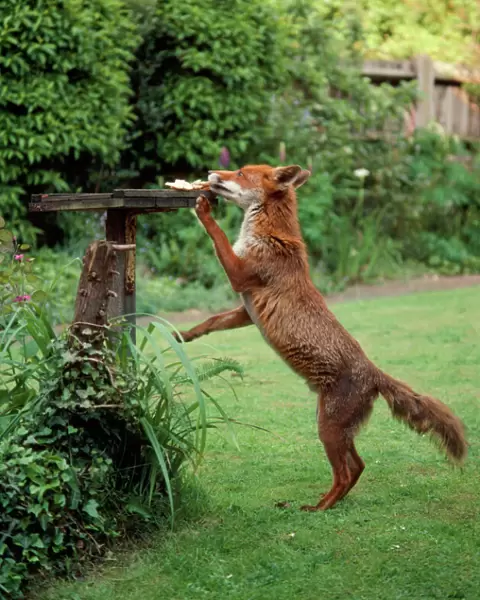 Fox - takin food from bird table