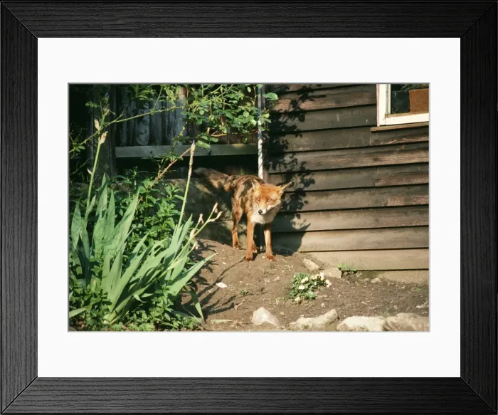 Framed Print : Wild Fox On earth in suburban garden Framed Print : Wild Fox On earth in suburban garden